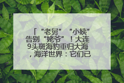 “老舅”“小姨”告别“姥爷”！大连9头斑海豹重归大海，海洋世界：它们已具备野外生存能力
