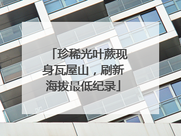 珍稀光叶蕨现身瓦屋山，刷新海拔最低纪录