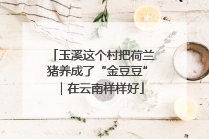 玉溪这个村把荷兰猪养成了“金豆豆”｜在云南样样好