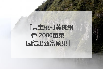 灵宝桃村黄桃飘香 2000亩果园结出致富硕果