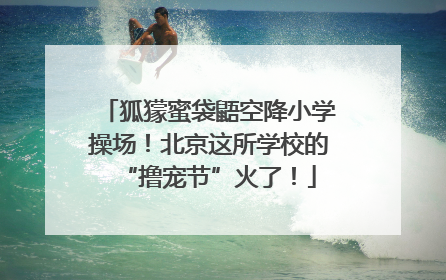 狐獴蜜袋鼯空降小学操场！北京这所学校的“撸宠节”火了！