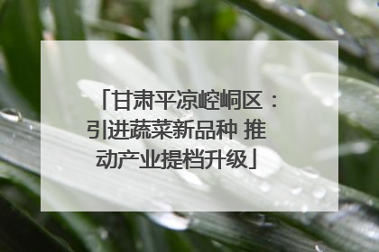 甘肃平凉崆峒区：引进蔬菜新品种 推动产业提档升级
