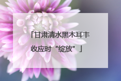 甘肃清水黑木耳丰收应时“绽放”