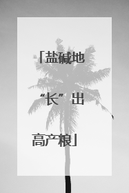 盐碱地“长”出高产粮