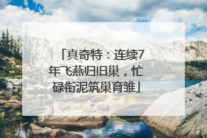 真奇特：连续7年飞燕归旧巢，忙碌衔泥筑巢育雏