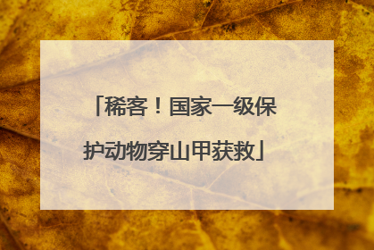 稀客！国家一级保护动物穿山甲获救