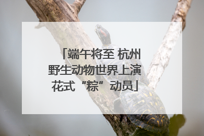 端午将至 杭州野生动物世界上演花式“粽”动员