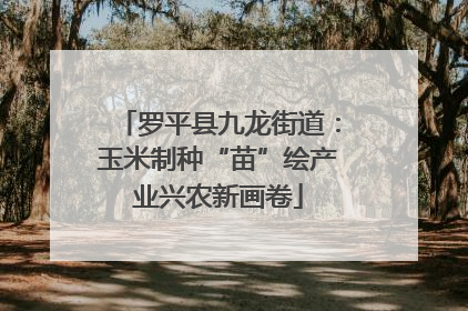 罗平县九龙街道：玉米制种“苗”绘产业兴农新画卷