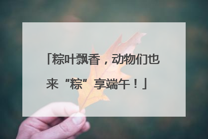 粽叶飘香，动物们也来“粽”享端午！