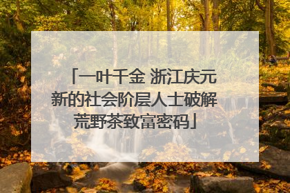 一叶千金 浙江庆元新的社会阶层人士破解荒野茶致富密码