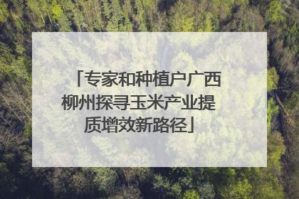 专家和种植户广西柳州探寻玉米产业提质增效新路径