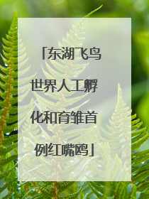 东湖飞鸟世界人工孵化和育雏首例红嘴鸥