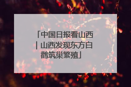 中国日报看山西｜山西发现东方白鹳筑巢繁殖