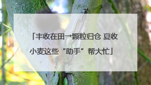 丰收在田→颗粒归仓 夏收小麦这些“助手”帮大忙