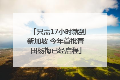 只需17小时就到新加坡 今年首批青田杨梅已经启程