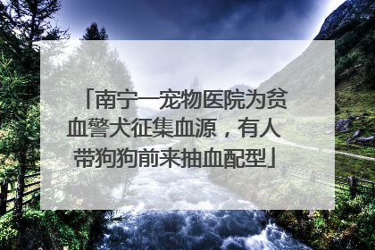 南宁一宠物医院为贫血警犬征集血源，有人带狗狗前来抽血配型