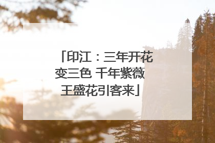 印江：三年开花变三色 千年紫薇王盛花引客来
