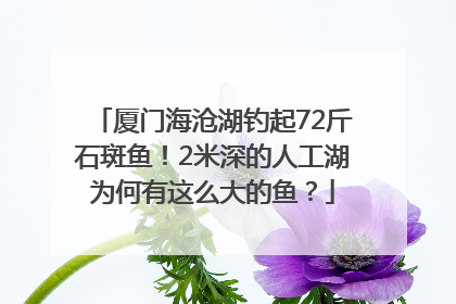 厦门海沧湖钓起72斤石斑鱼！2米深的人工湖为何有这么大的鱼？