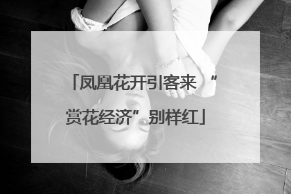 凤凰花开引客来 “赏花经济”别样红