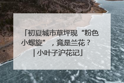 初夏城市草坪现“粉色小螺旋”，竟是兰花？ | 小叶子沪花记