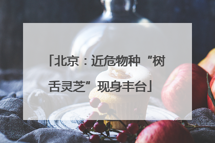 北京：近危物种“树舌灵芝”现身丰台