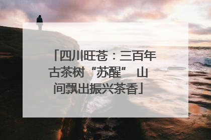 四川旺苍：三百年古茶树“苏醒” 山间飘出振兴茶香