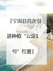 宁洱县首次引进种植“云淀1号”红薯