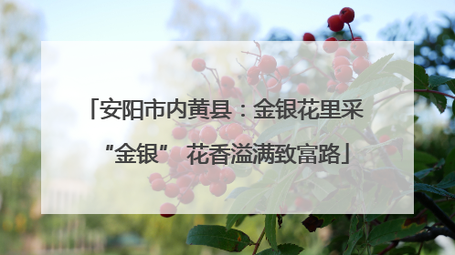 安阳市内黄县：金银花里采“金银” 花香溢满致富路