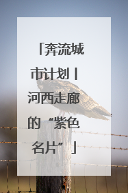 奔流城市计划丨河西走廊的“紫色名片”
