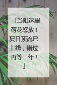 当阳这里荷花怒放！夏日顶流已上线，错过再等一年！