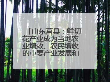 山东莒县：鲜切花产业成为当地农业增效、农民增收的重要产业发展和特色品牌