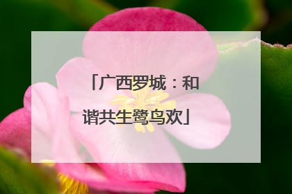 广西罗城：和谐共生鹭鸟欢