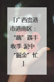广西贵港市港南区：“藕”遇丰收季 泥中“掘金”忙