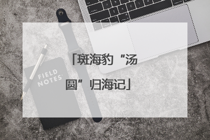 斑海豹“汤圆”归海记