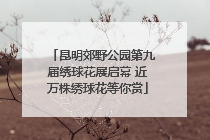 昆明郊野公园第九届绣球花展启幕 近万株绣球花等你赏
