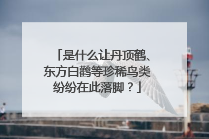 是什么让丹顶鹤、东方白鹳等珍稀鸟类纷纷在此落脚？