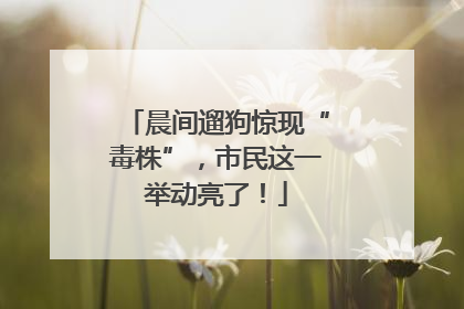 晨间遛狗惊现“毒株”，市民这一举动亮了！