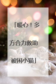 暖心！多方合力救助被困小猫