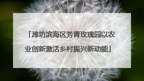 潍坊滨海区芳青玫瑰园以农业创新激活乡村振兴新动能