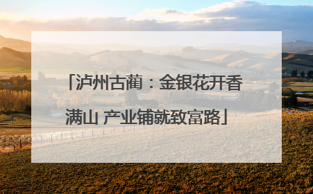 泸州古蔺：金银花开香满山 产业铺就致富路