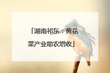湖南祁东：黄花菜产业助农增收