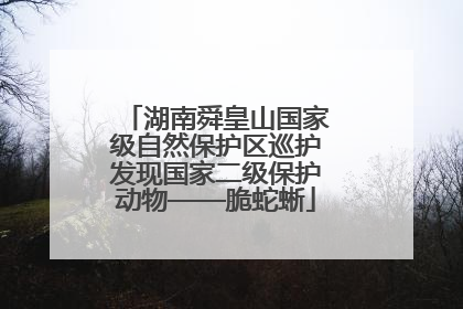 湖南舜皇山国家级自然保护区巡护发现国家二级保护动物——脆蛇蜥