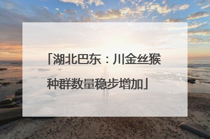 湖北巴东：川金丝猴种群数量稳步增加