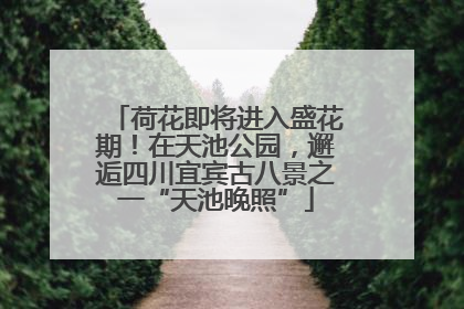荷花即将进入盛花期！在天池公园，邂逅四川宜宾古八景之一“天池晚照”