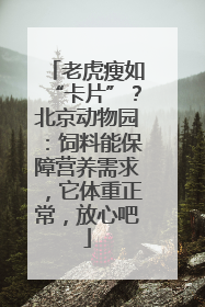 老虎瘦如“卡片”？北京动物园：饲料能保障营养需求，它体重正常，放心吧