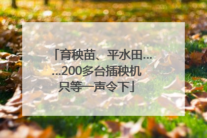 育秧苗、平水田……200多台插秧机只等一声令下