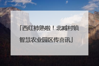 西红柿熟啦！北臧村镇智慧农业园区传喜讯