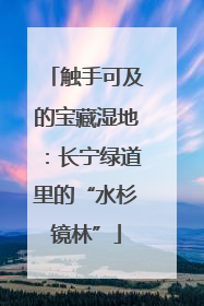 触手可及的宝藏湿地：长宁绿道里的“水杉镜林”
