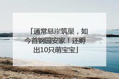 通常悬崖筑巢，如今首钢园安家！还孵出10只萌宝宝