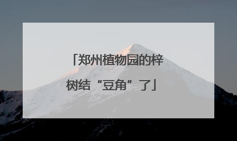 郑州植物园的梓树结“豆角”了